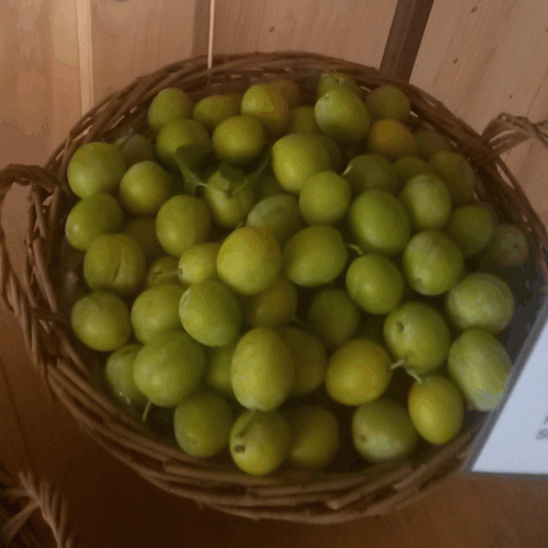 Prunus syr. 'Mirabelle von Nancy'